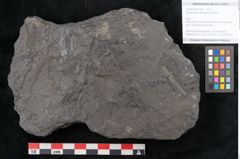 Foto (Objekt + Etikett) von Diplothmema andraeanum Roehl (NHMW-GEO-2024-0188-10934)